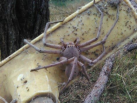 Nov 7, 2016 · People freaked out when an animal rescue farm in Brisbane Valley, Australia posted a photo of one of the animals on the premises. The giant huntsman spider was as big as a small dog! The name of the spider is Charlotte. Source: Barnyard Betty's Rescue Facebook page. Barnyard Betty’s Rescue is a refuge for abandoned and abused animals in ... 